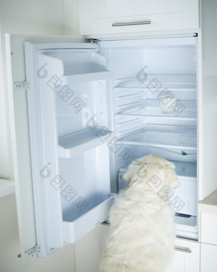 简约翻冰箱的狗摄影图