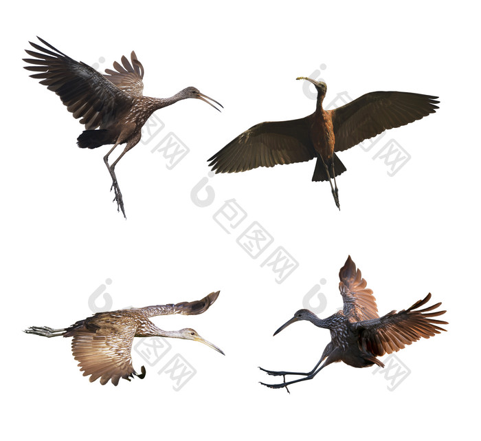 展翅飞翔的猎鸟摄影图