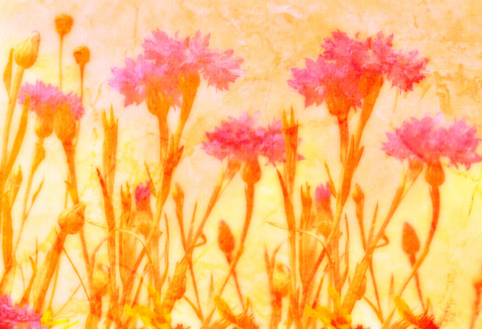 暖色调朦胧的花摄影图