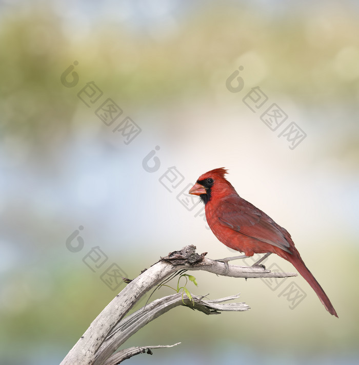 树枝红色飞鸟摄影图
