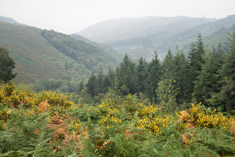 山川树<strong>林间</strong>的荆棘