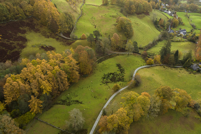 无人机航拍英国森林的景色