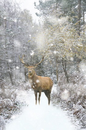 冬天雪中的动物小鹿