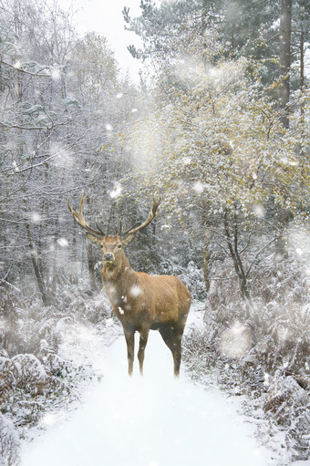冬天雪中的动物小鹿