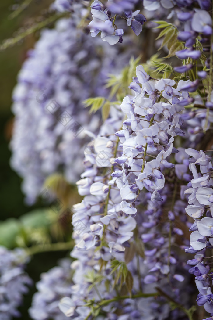 紫藤多花植物花卉开花