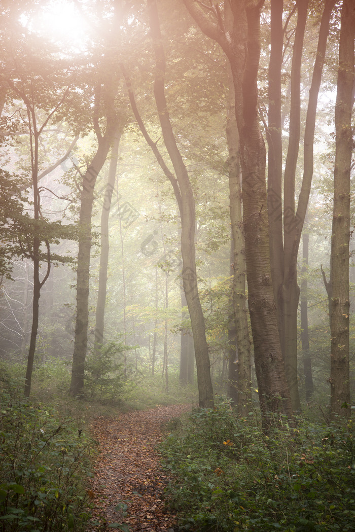 树林中的雾气摄影图