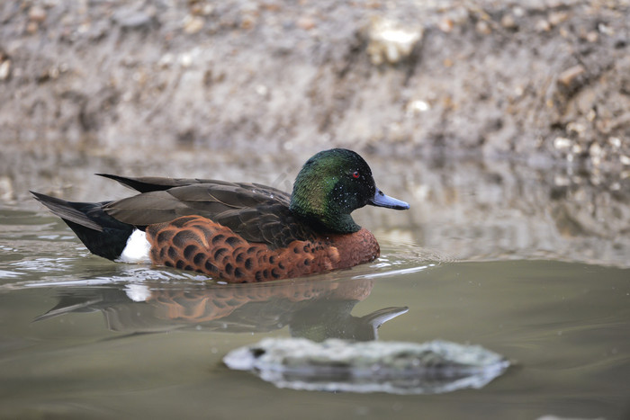 河里游泳的小鸭子图片
