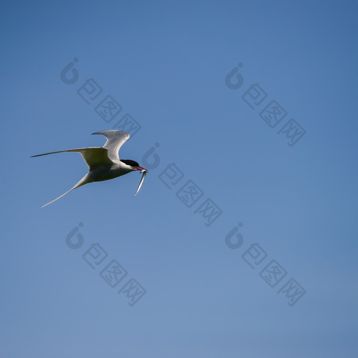 蓝天上飞翔的海鸥海鸟