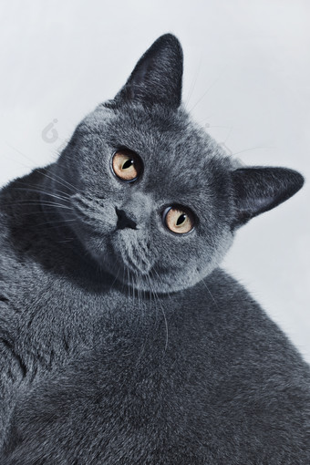 暗色调可爱宠物猫摄影图