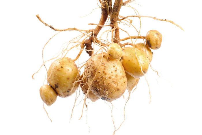 土豆根茎幼苗摄影图