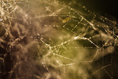 暗色调蜘蛛网摄影图