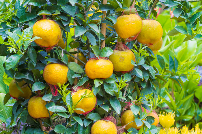 桔子橘子树丰收季节农业水果树木果实