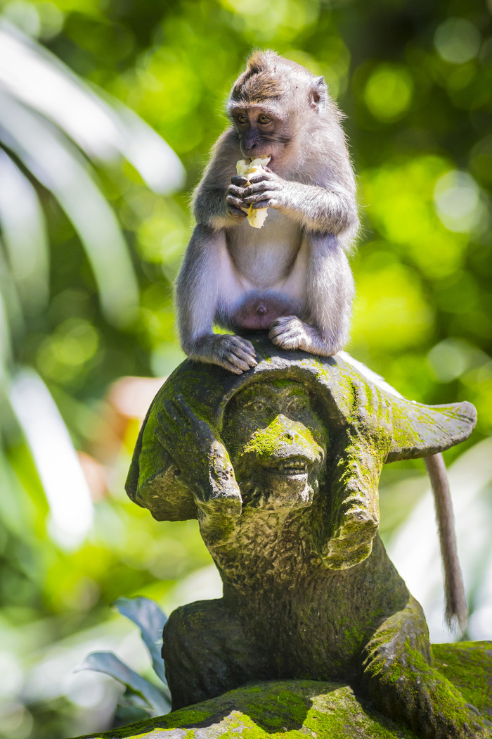坐石像上吃东西的猴子图片