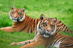 深色在草地中的大老虎摄影图