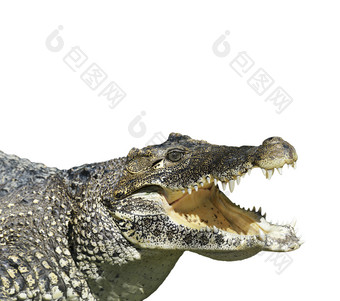 简约一只大嘴鳄鱼摄影图