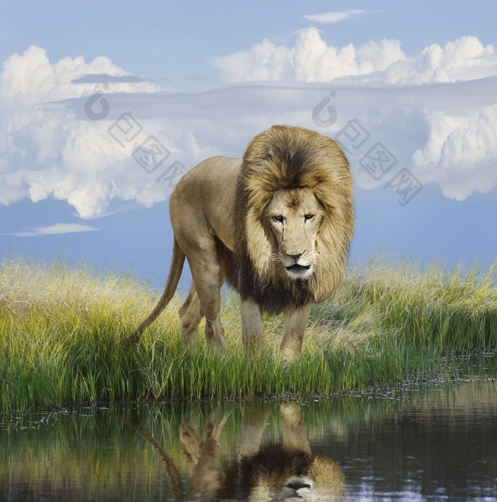 清新一只大狮子摄影图