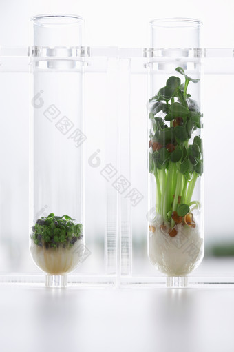 玻璃瓶种植的绿植
