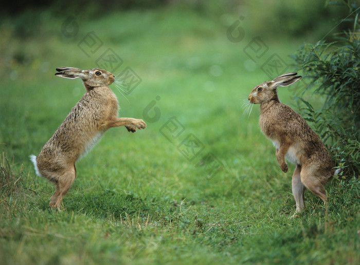 两只斗殴的小兔子