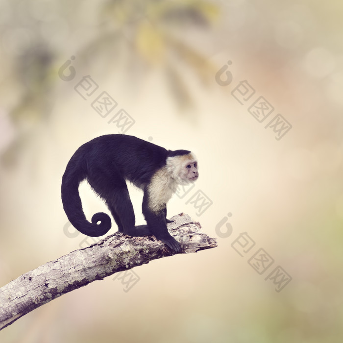 简约枝头的一只猴子摄影图