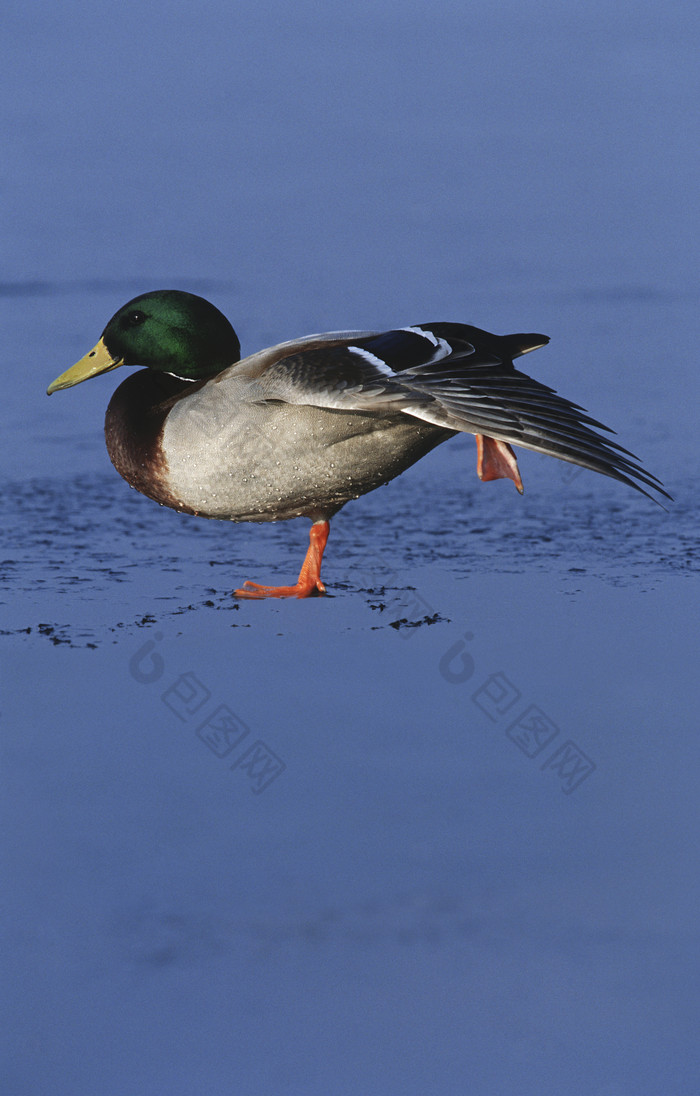蓝色调一只野鸭子摄影图