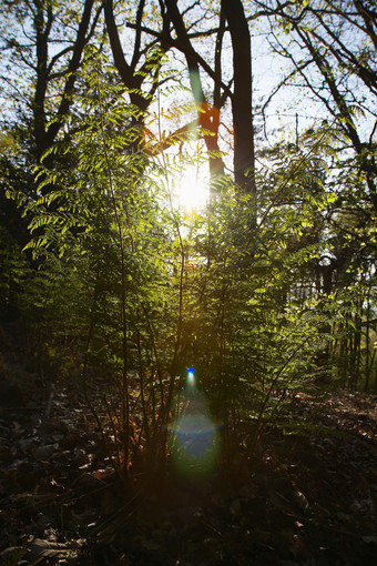 暗色调阳光中的树林摄影图