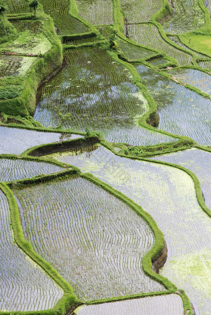 水稻种植田地图片