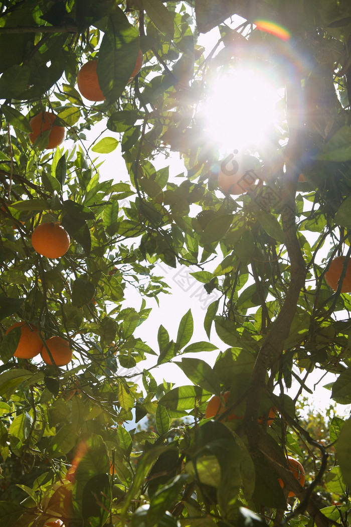 阳光中的果树摄影图