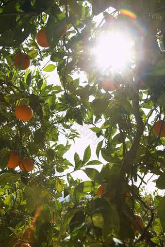 阳光中的果树摄影图