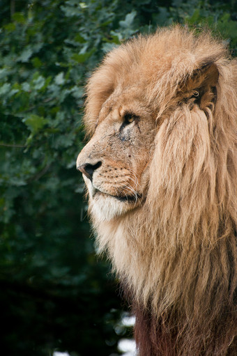<strong>猫科动物</strong>狮子摄影图