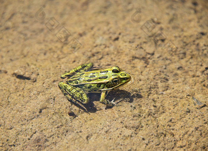 绿色未成熟的小青蛙