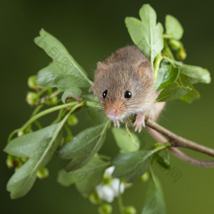 可爱老鼠趴在树枝