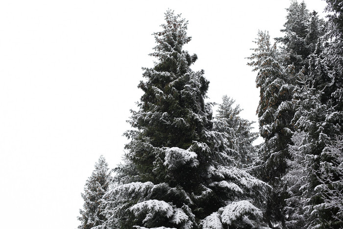 冬季树木植物上的白雪