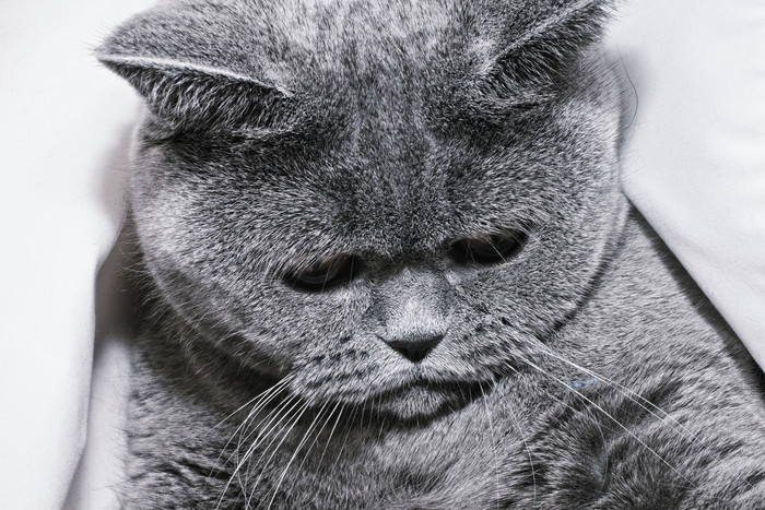 暗色调宠物大猫摄影图