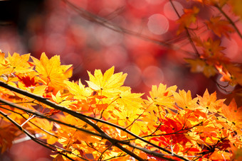 暗色调秋天叶子摄影图