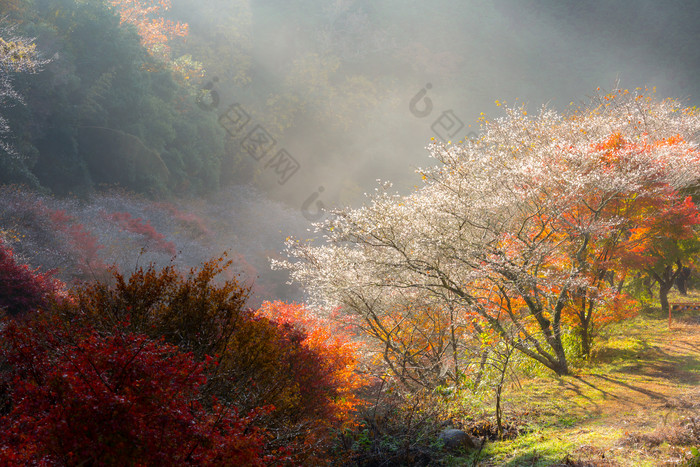 阳光下山林中的枫树