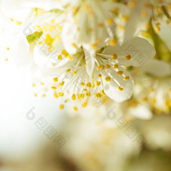 花朵的黄色<strong>花蕊</strong>摄影图