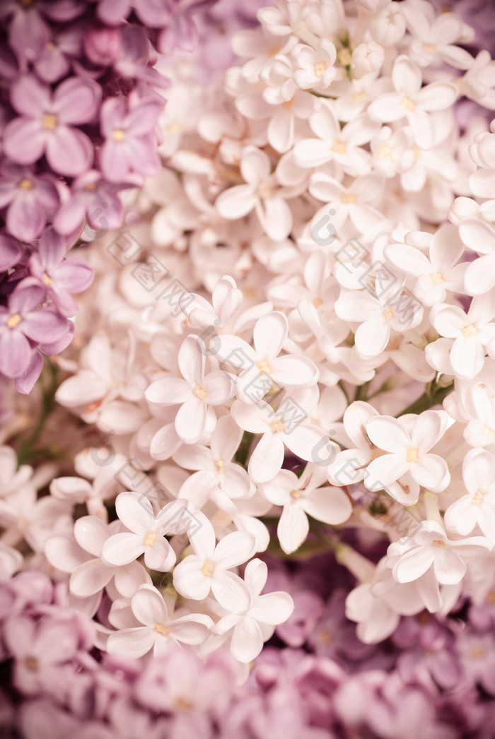 盛开的紫丁香花卉摄影图