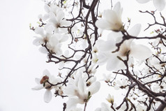 简约树上的白花摄影图