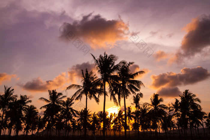 日落傍晚黄昏风景椰子树树木旅游风景照片