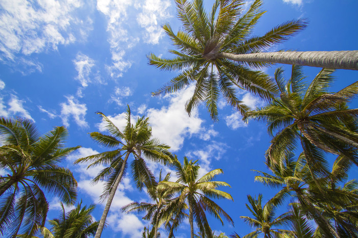 高大的椰树摄影图