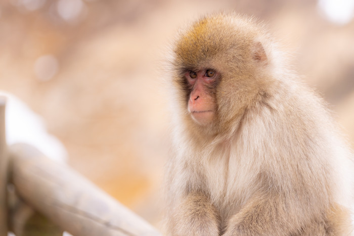 灵长类动物猴子摄影图