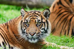 深色调在草地中的大老虎摄影图