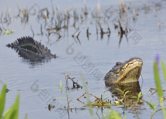 深色调水中的大鳄鱼摄影图