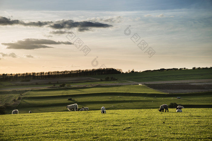 牧场放牧的羊群摄影图