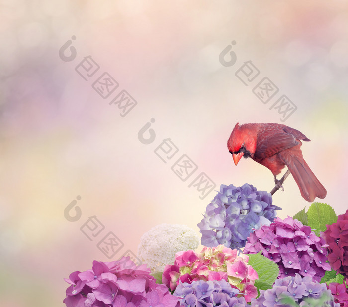 鲜花上的红色小鸟