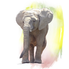 水彩风格大象摄影图
