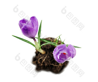 简约紫色小花摄影图
