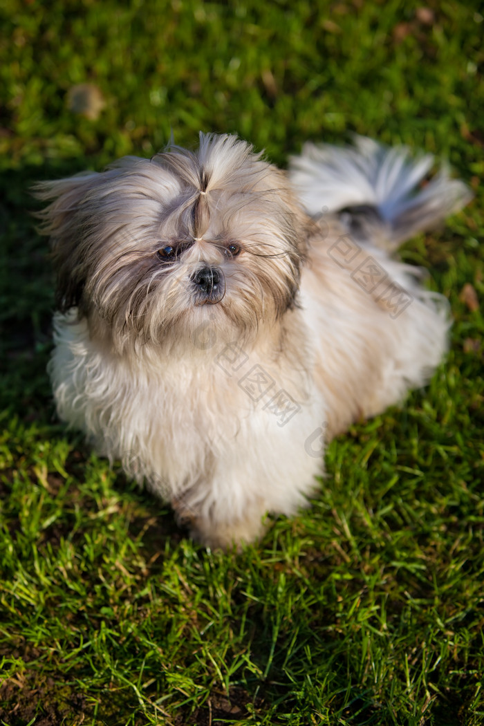 动物牲畜犬类兽皮