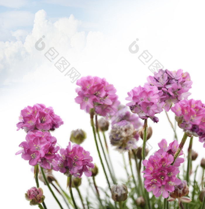 粉红色花朵植物摄影图
