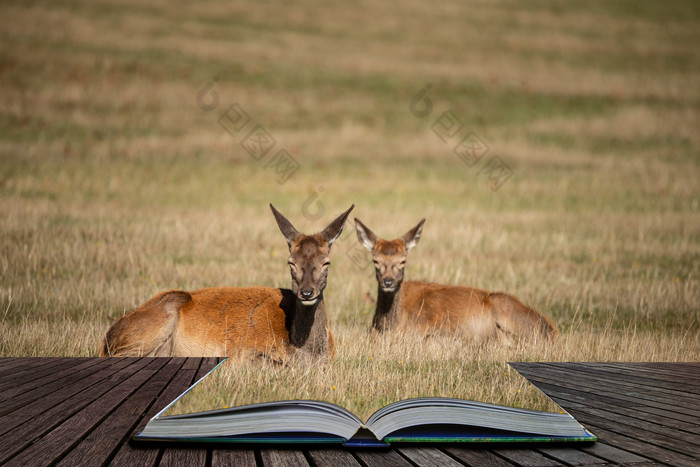 书本草地上的小鹿